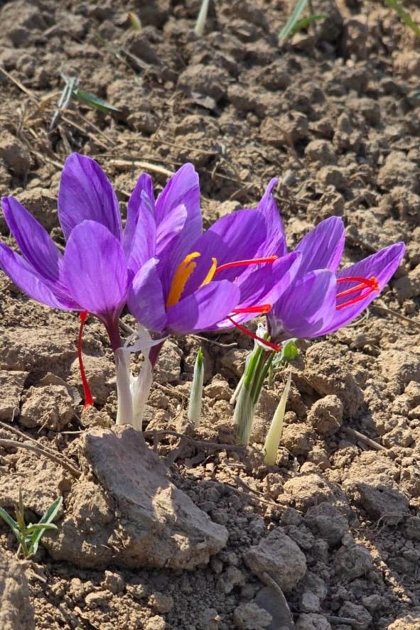 Kashmiri pure and original saffron